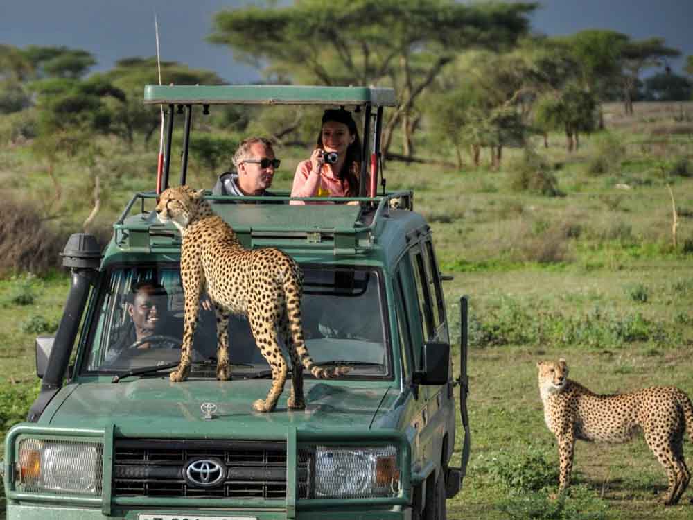 How to Plan a Perfect Safari in East Africa
